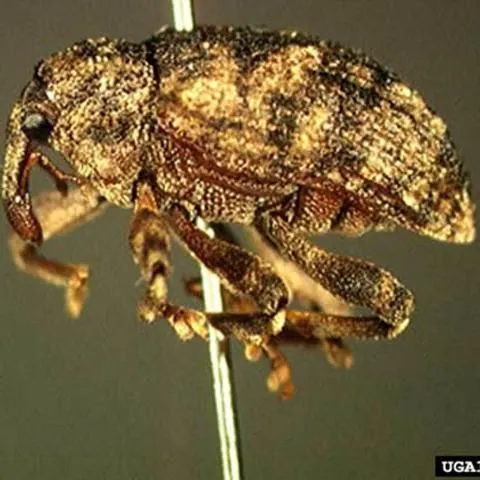 thumbnail for publication: Mango Seed Weevil, Sternochetus mangiferae (Fabricius) (Insecta: Coleoptera: Curculionidae)